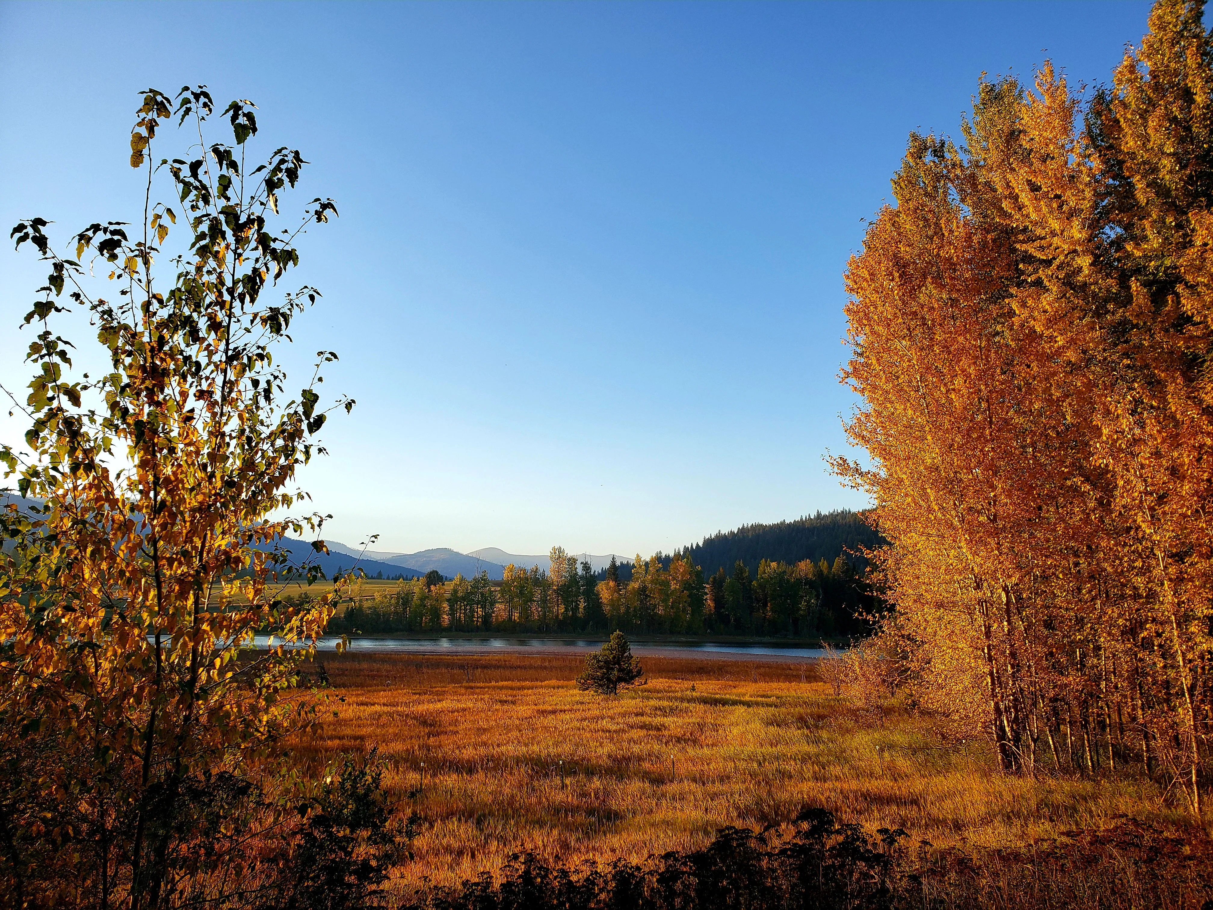A golden autumn river marsh framed by aspen trees, with mountains on the horizon
