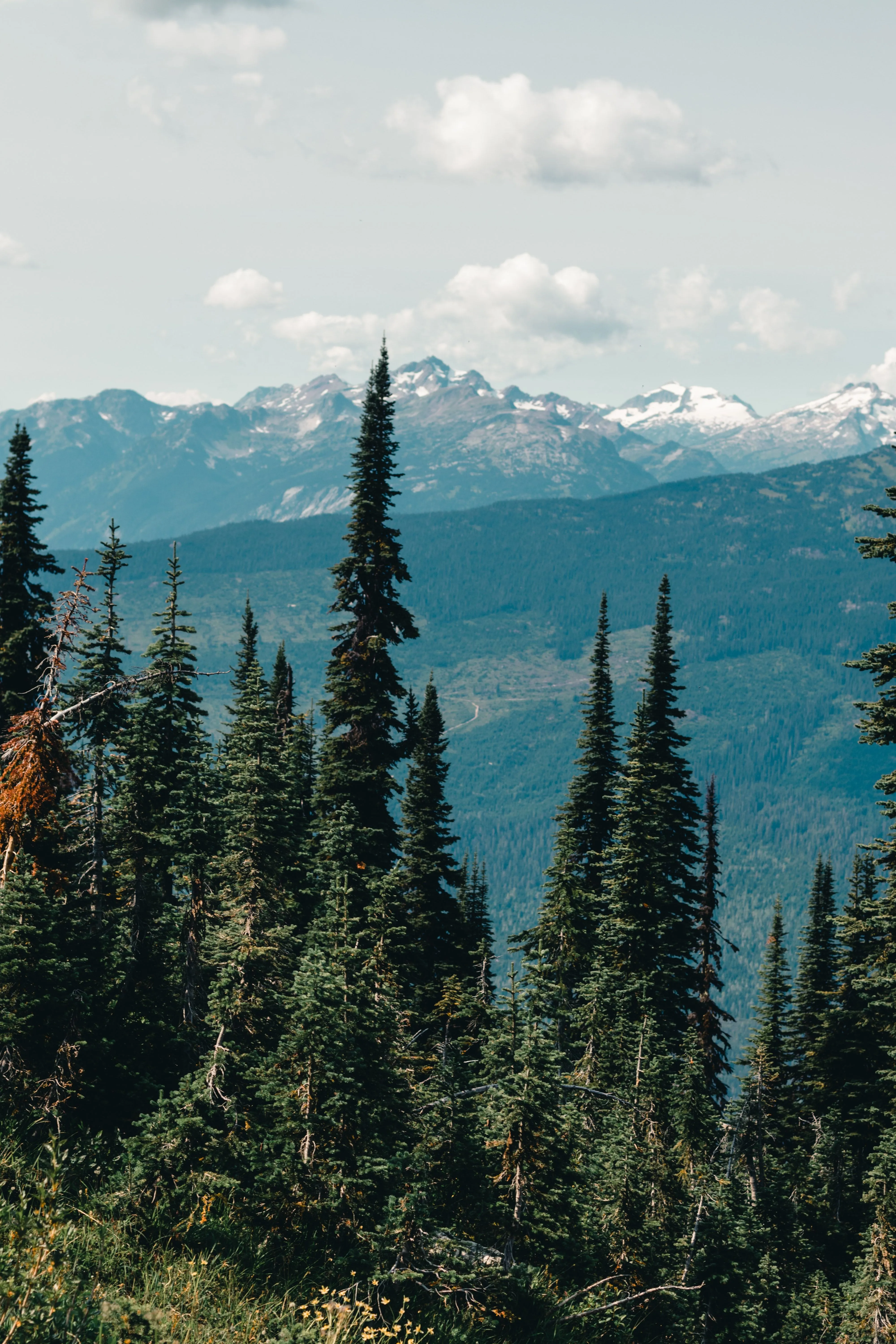 Evergreen trees on a rocky mountain ridge with snow-capped peaks in the distance